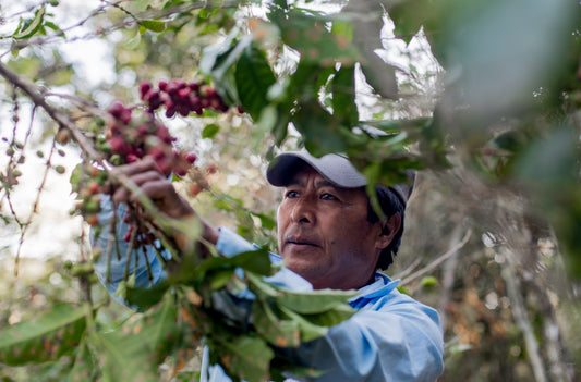 A Day in the Life of Guatemalan Coffee Farming